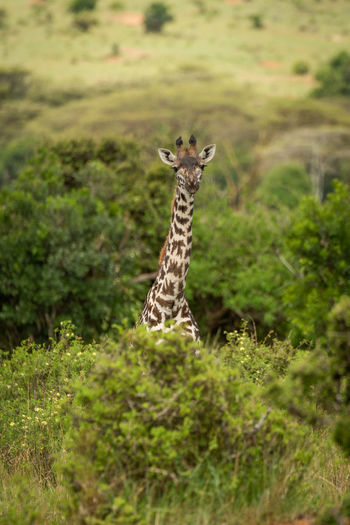 Masai giraffe calf stands looking over bush