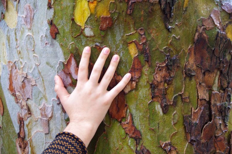 Cropped image of person touching tree trunk