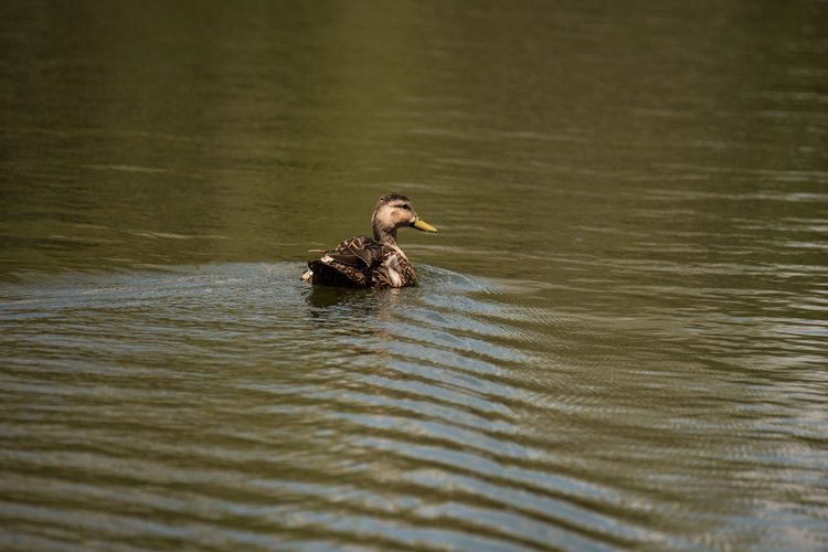 View of duck swimming in lake