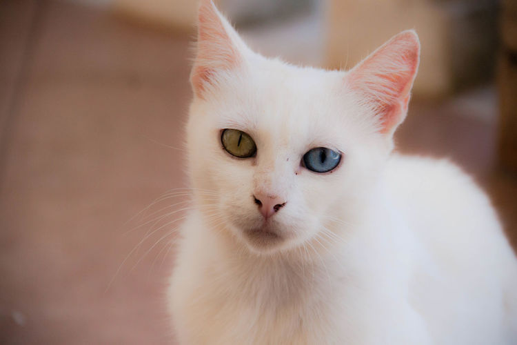 Close-up of white cat