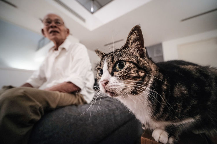 Low angle view of cat with man sitting at home