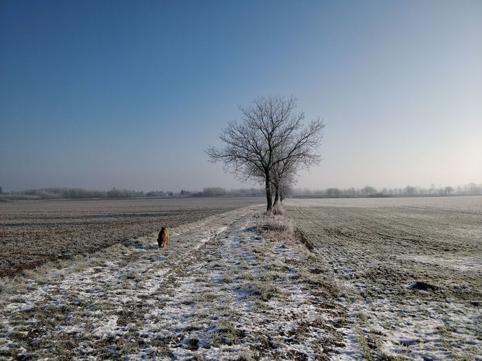 Bare tree on field against clear sky during winter