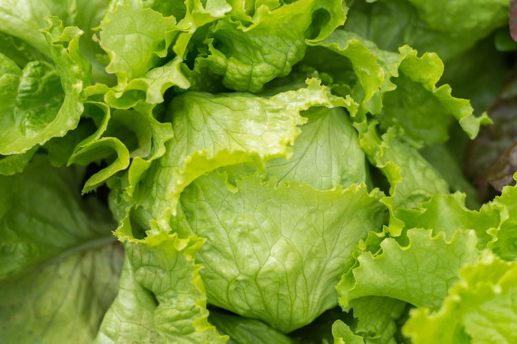 Full frame shot of green leaves