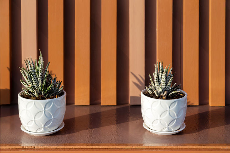 Two succulent plants in white pots as modern outdoor decoration