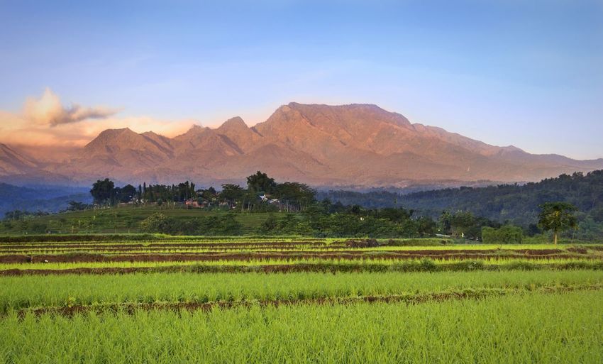 Scenic view of agricultural field against sky