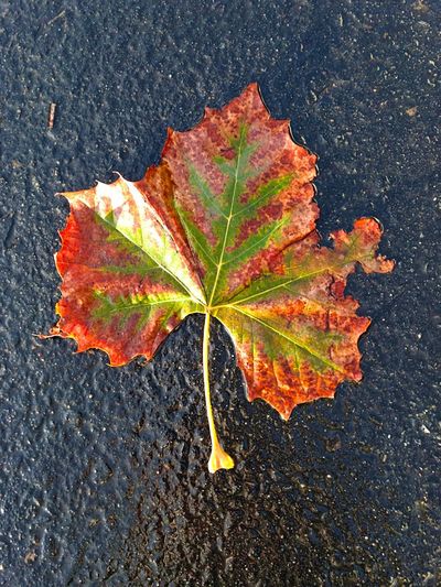 Close-up of maple leaf on wet autumn