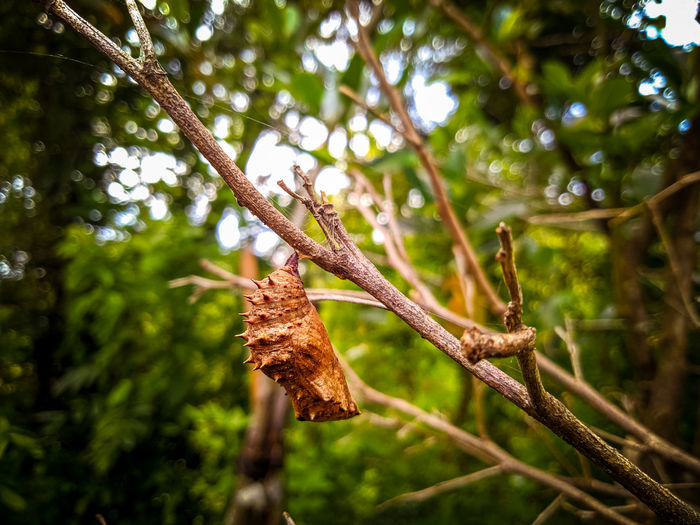 Low angle view of dried leaves on branch