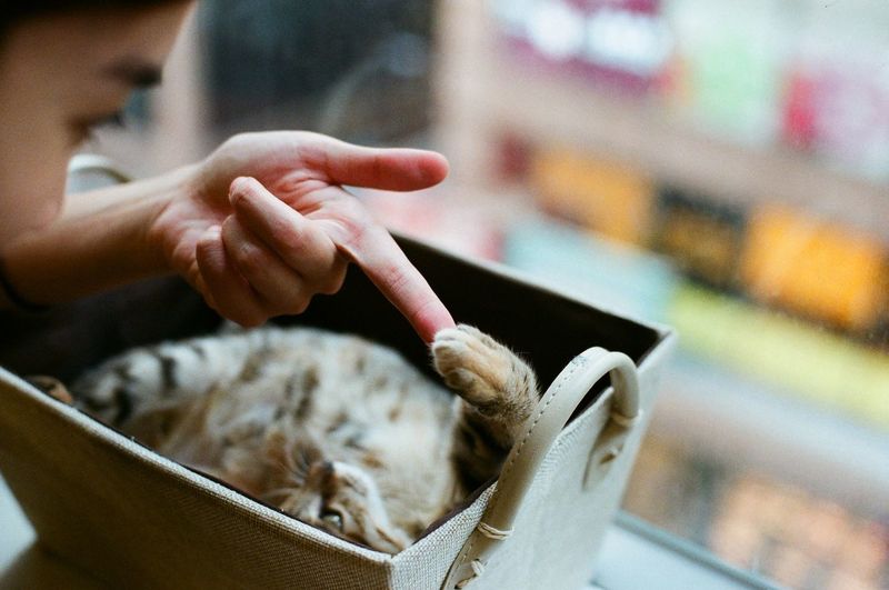Cropped image of woman playing with cat in basket