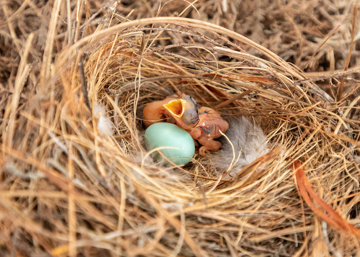 Hungry eastern bluebird sialia sialis hatchling in a nest in bonita springs, florida