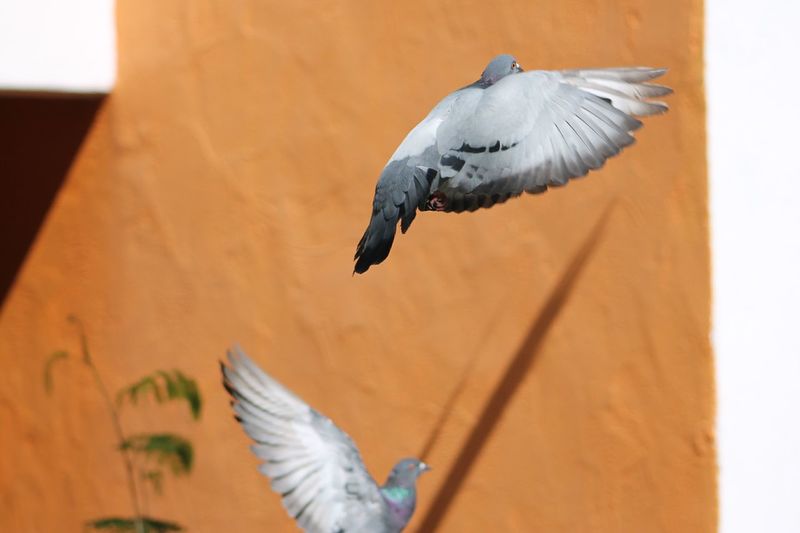 Close-up of pigeons flying