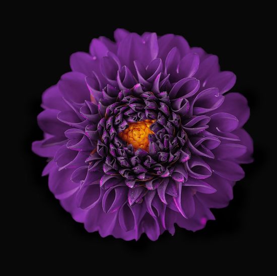 Close-up of purple dahlia flower against black background