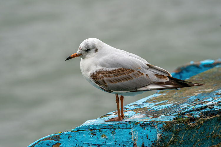 Close-up of seagull perching on metal
