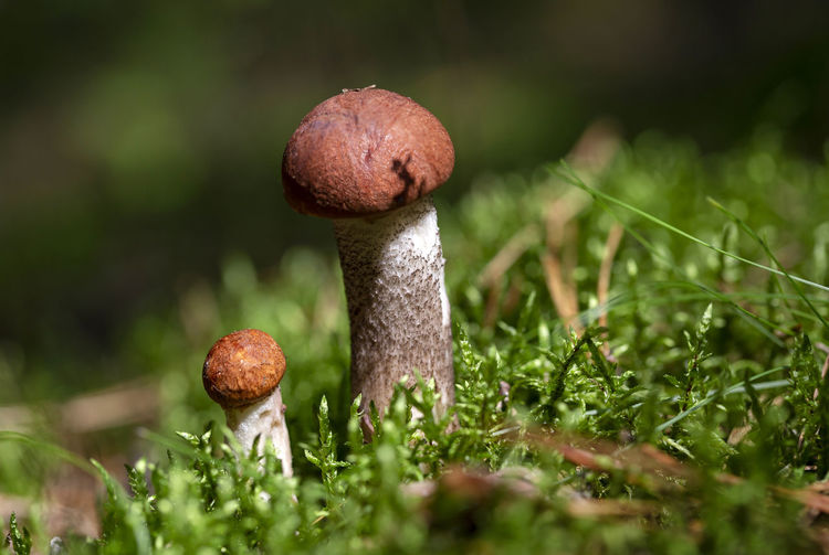 Boletus mushrooms growing in moss in the forest. beautiful autumn season. edible leccinum mushrooms.
