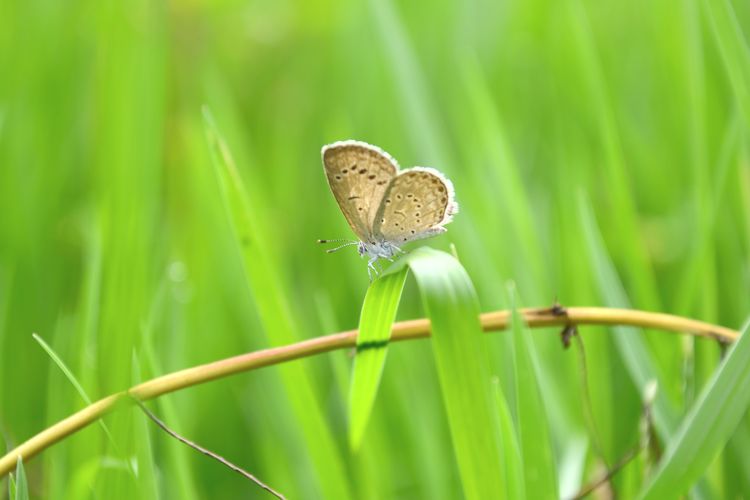 Little butterfly on green grass