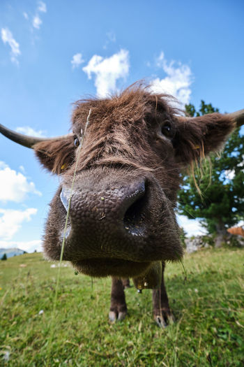 Close-up portrait of a horse on field