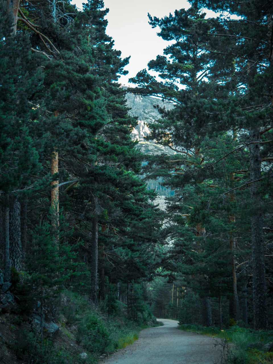 FOOTPATH AMIDST TREES IN FOREST