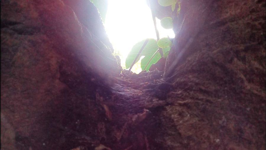 Low angle view of plants against trees
