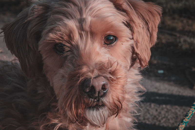 Close-up of a dog looking at camera