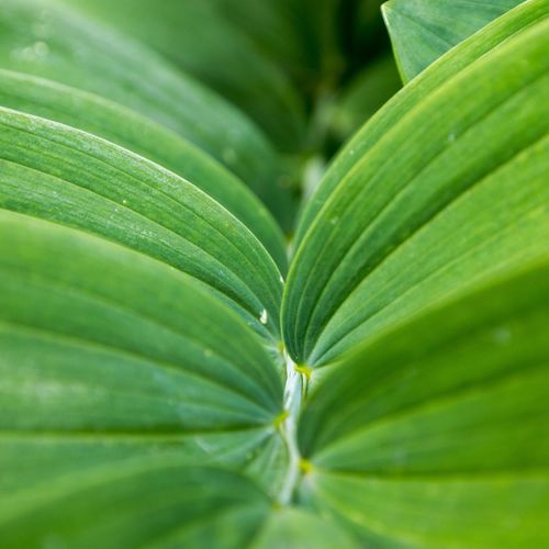 Full frame of polygonatum plant