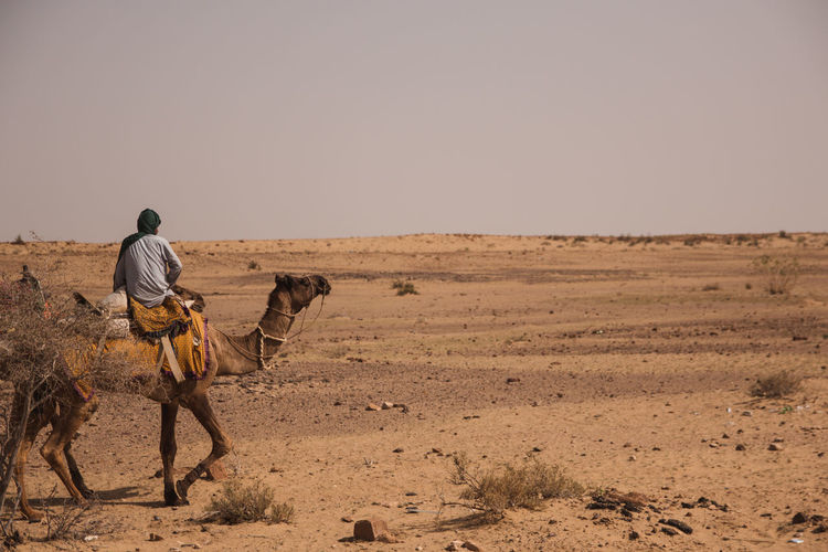 Rear view of man riding camel at desert against clear sky