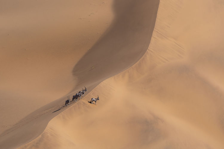 A group of oryx stands on the crest of a sand dune