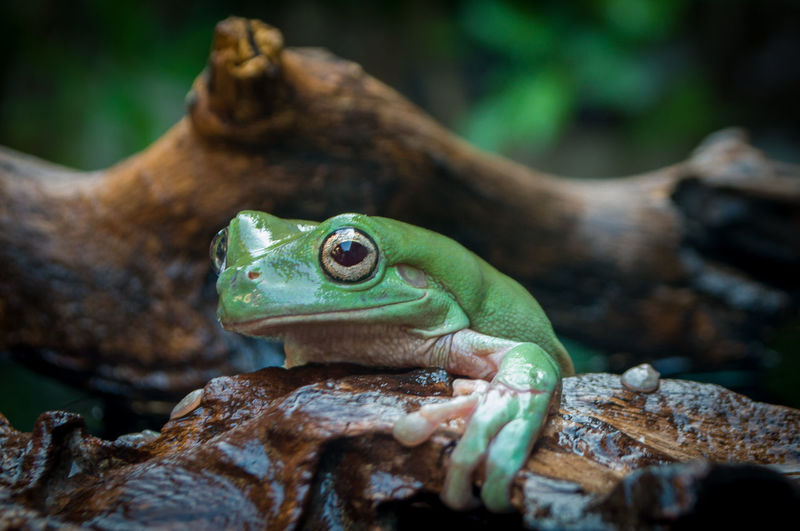 A cute frog hangs on a brown wood