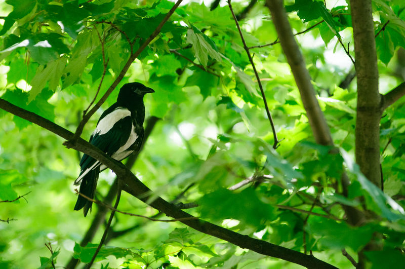 Bird perching on branch