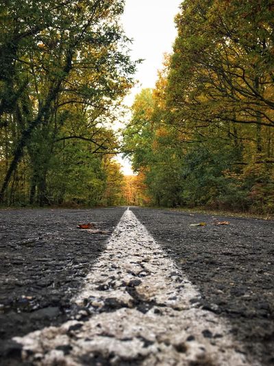 Surface level of road amidst trees in forest