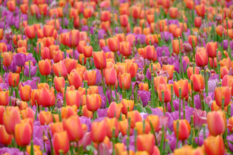 Full frame shot of colorful flowers