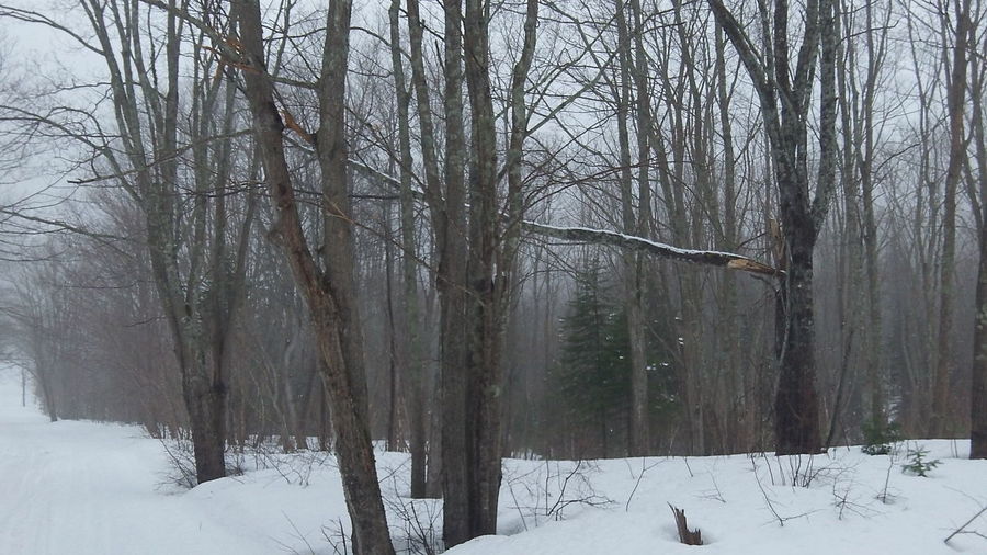 Bare trees on snow covered landscape