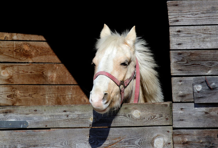Close-up of a horse in stable