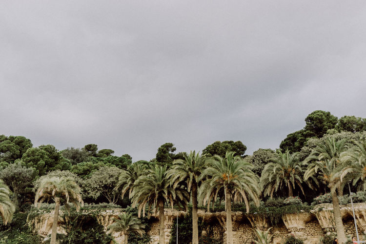 Palm trees on field against sky