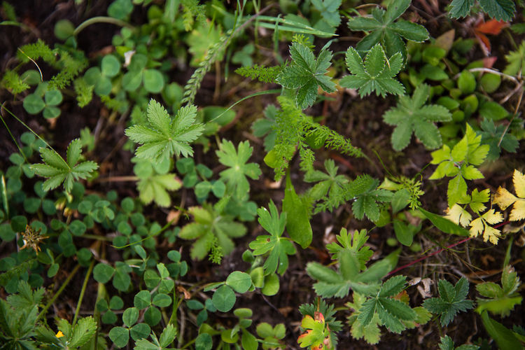 High angle view of plants growing on land