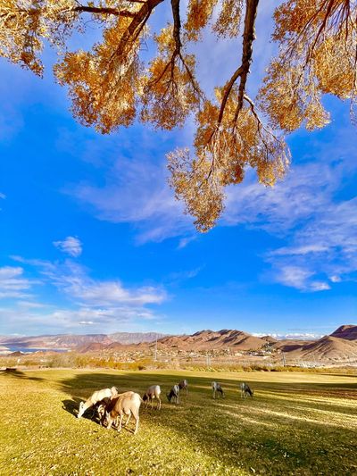 Meadow with big horn sheep 