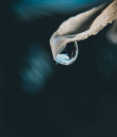 Close-up of water drop on a petal