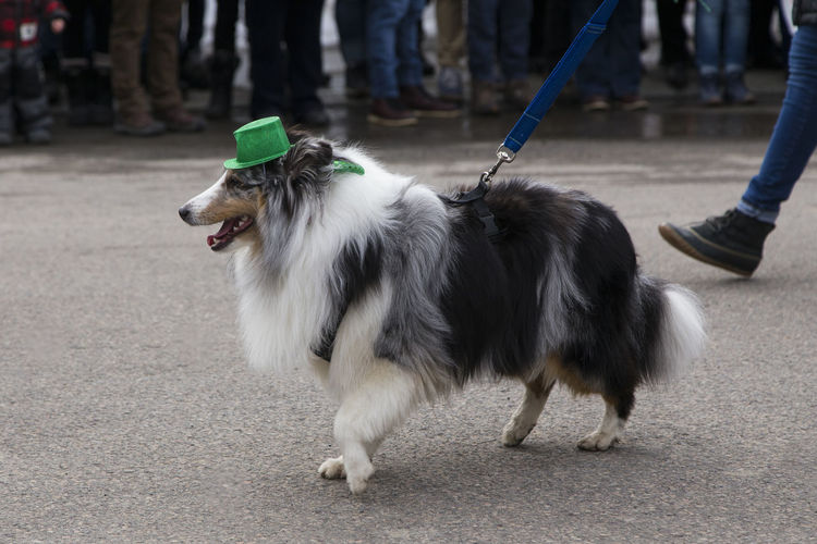 Cute tricolour shetland sheepdog with green hat participating in the st. patrick parade