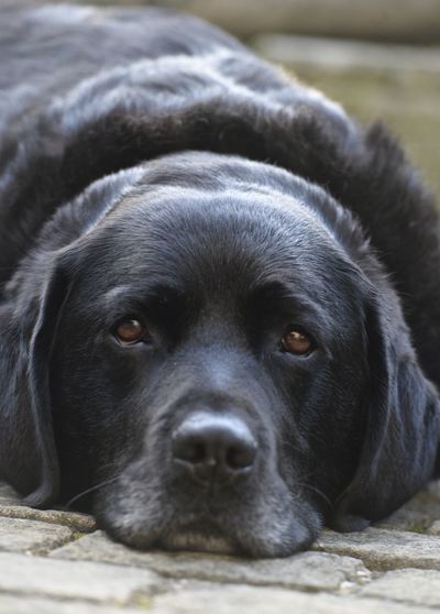Portrait of black dog relaxing outdoors