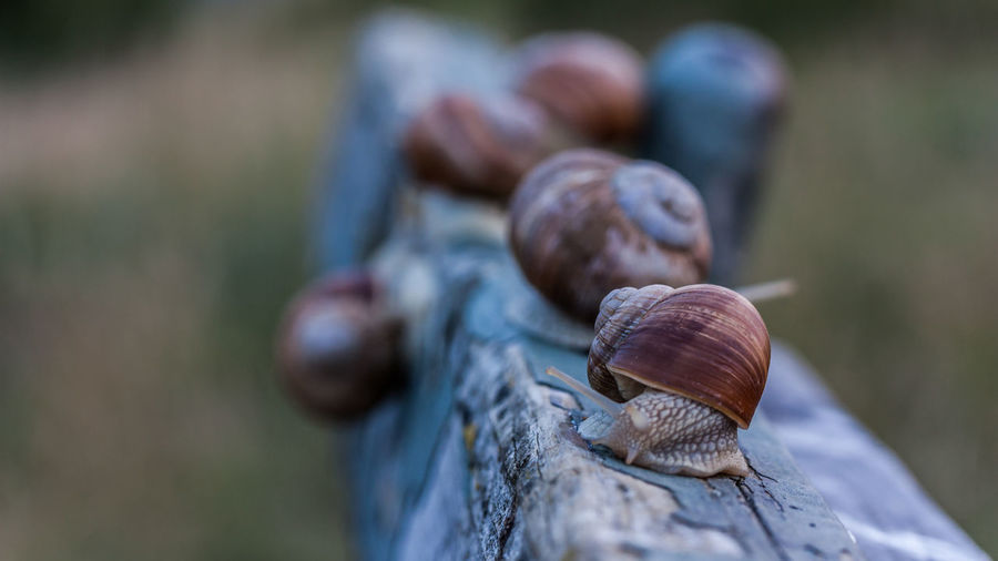 Close-up of snail on wooden railing