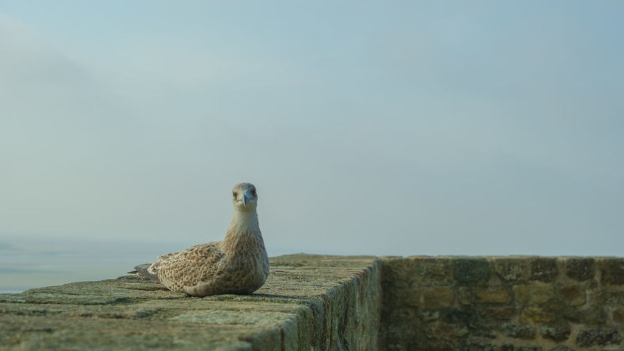 Seagull perching on wall