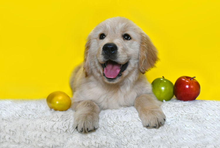 Portrait of dog against yellow background
