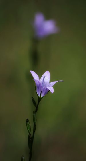 Close-up of purple flowering plant on blur background 