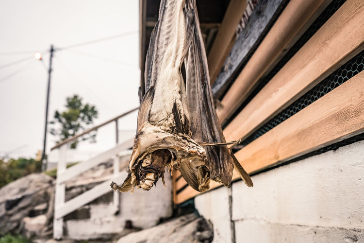 Low angle view of an animal hanging on wood