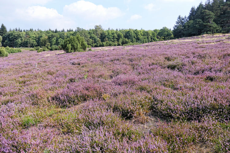 Purple flowering plants on land against sky