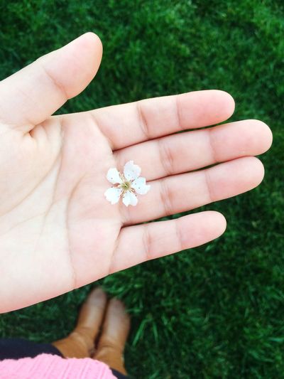 Cropped image of woman holding white flower