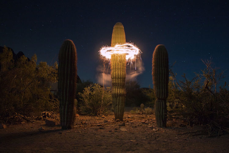 Illuminated circle around cactus