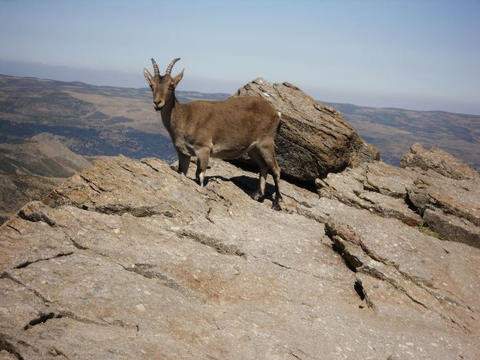 Donkey standing on mountain