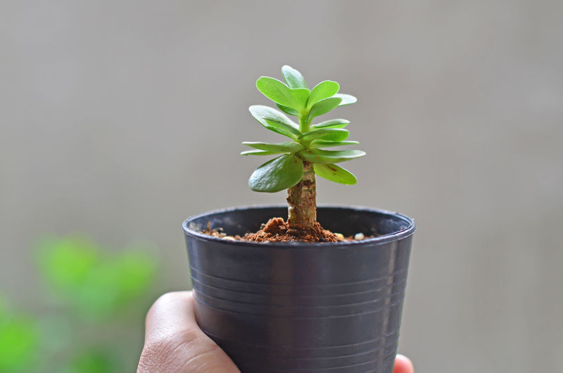 Close-up of hand holding small potted plant