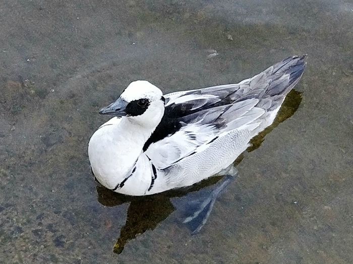 High angle view of bird
