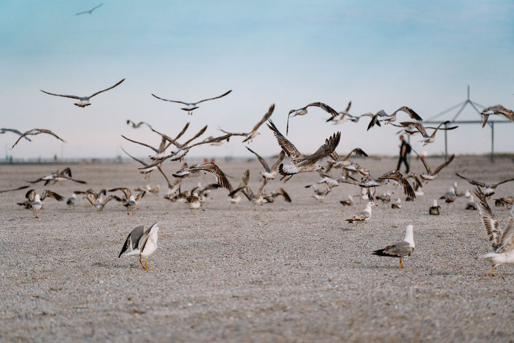 Flock of seagulls flying on beach