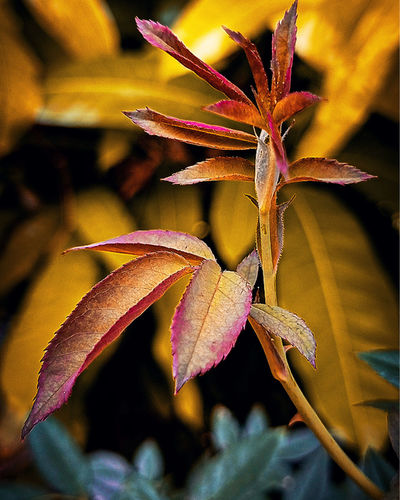 Close-up of dry maple leaves on plant